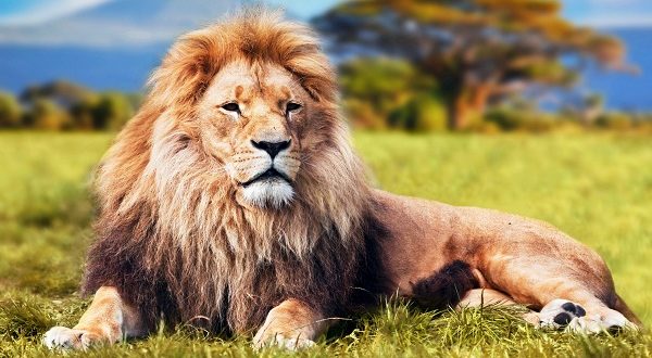 Nhà cái Fabet giải mã giấc mơ thấy sư tử đánh con gì?
